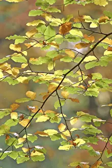 Autumn Leaf Prints: Autumnale colored beech leafs