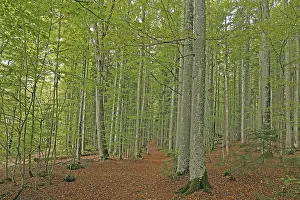 Deserted Woodland Scene Prints: AutumnForest