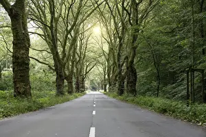 Deciduous Tree Road Prints: Avenue with plane trees and road in spring