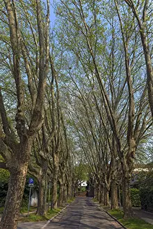 Tree Lined Road Europe Prints: Avenue of plane trees in spring