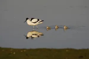 Cute Water Bird Prints: Avocet