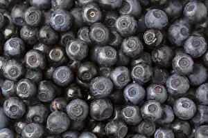 Blueberry Background Prints: Background blueberries