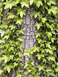 Images Dated 4th May 2024: Ivy Overgrows Tree Bark Print