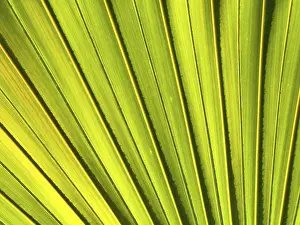 Close Up Nature Photography Prints: Background, leaf detail of a palm tree