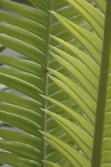 Nature Landscape Images Prints: Background of a overlapping palm leaves