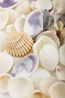 Deserted Beach Background Prints: Background from a sea shells