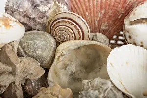 Deserted Beach Background Prints: Background from a sea shells