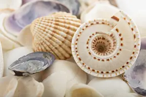Marine Animal Photography Prints: Background from a sea shells