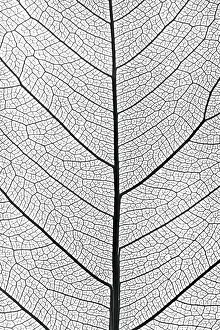 Close Up Tree Leaf Prints: Background from tree leaf close up