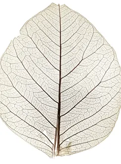 Close Up Nature Photos Prints: Background from tree leaf close up