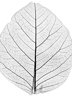 Close Up Tree Leaf Prints: Background from tree leaf close up