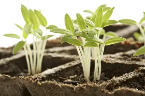 Deserted Plant Scene Prints: Backlit sprouting plants with white background