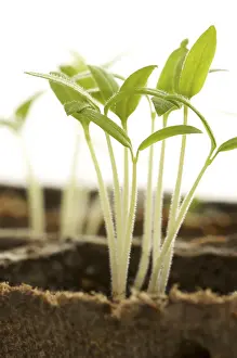 Plain White Background Photos Prints: Backlit sprouting plants with white background