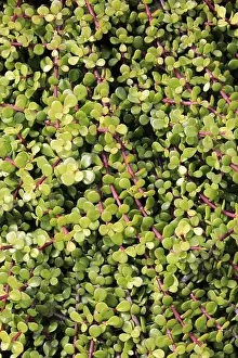 Western Cape Plants Prints: Bacon tree, jade tree, elephant tree