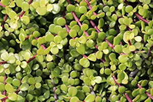 Western Cape Plants Prints: Bacon tree, jade tree, elephant tree