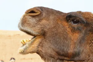 Bactrian Camel Prints: Bactrian camel