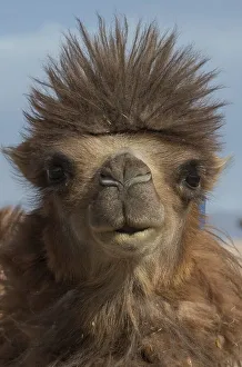 Uninhabited Mongolian Countryside Prints: Bactrian camel (Camelus bactrianus)