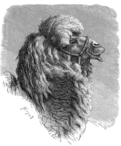 Camelus Bactrianus Prints: Bactrian camel, Camelus bactrianus