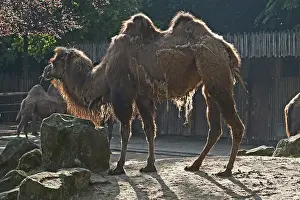 Prints of Bactrian camel (Camelus ferus) against the light, captive, Germany Bactrian Camel Prints: Bactrian Camel Print - Captive, Germany