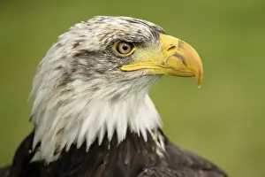 Prints of Bald Eagle Bald Eagle Prints: Bald Eagle Print - Majestic Bird of Prey