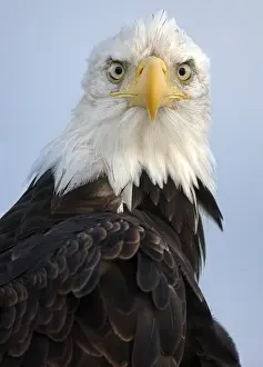 Prints of Bald Eagle, Alaska Bald Eagle Prints: Alaska Bald Eagle Print