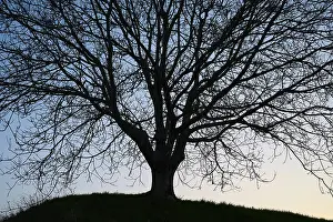 Hilly Landscape Germany Prints: Bald, Tree, Backlight, Spring, Feldberg