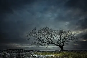 Solitary Tree Landscape Prints: Bald tree on rocky ground with dramatic cloud sky