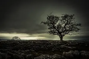 Gloomy Evening Atmosphere Prints: Bald tree on rocky ground with dramatic cloud sky