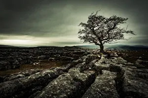 Natural Reserve Landscape Photo Prints: Bald tree on rocky ground with dramatic cloud sky