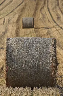 Agricultural Field Prints: Bales of straw