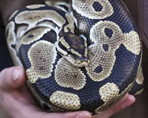 Python Prints: Ball Python Print: Resting on Zookeeper's Hands