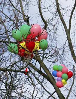 Colourful Outdoor Scene Prints: Balloons caught in a tree