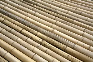 Ornamental Plants Prints: Bamboo