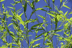 Nature Photography Prints: Bamboo, bamboo