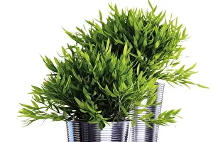 Houseplant Photography Prints: Bamboo (Bambuseae)
