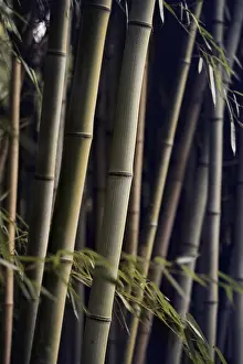 Asia Nature Photography Prints: Bamboo forest