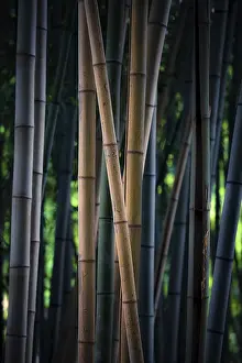 Bamboo Forest Landscape Photography Prints: Bamboo forest