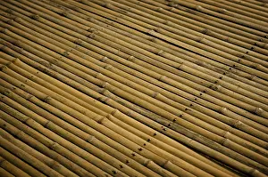 Nature Plant Details Prints: Detail of bamboo surface