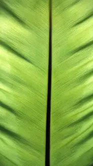 Banana Leaf Texture Prints: Banana leaf