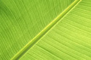 Macro Banana Leaf Prints: Banana leaf macro