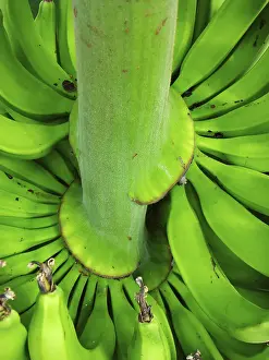 Banana Tree Prints: Banana tree on a tree