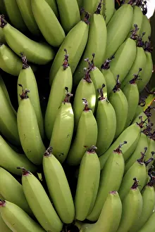 Tropical Fruit Images Prints: Bananas