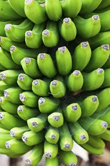 Musaceae Plant Images Prints: Bananas on a tree