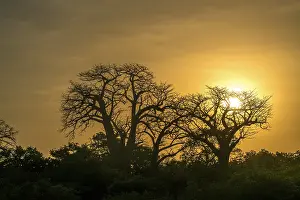 Prints of Baobab tree in the evening light, Gambia River near Bintang, Gambia, West Africa Related Prints: Baobab Tree Print, Gambia River Sunset