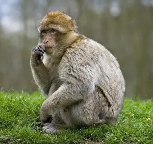 Barbary Macaque Prints: Barbary Macaque (Macaca sylvanus)