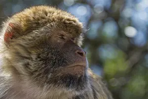 Framed Print : Barbary Macaque Print - Gibraltar Framed Print : Barbary Macaque Print - Gibraltar