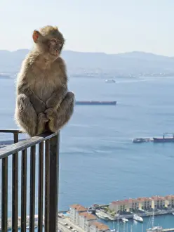 Barbary macaque (Macaca sylvanus)