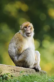 Macaca Sylvanus Prints: Barbary macaque or magot (Macaca sylvanus)