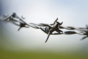 Barbed Wire Fence Prints: Barbwire