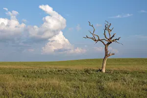 Cultivated Area Landscape Prints: Bare dead tree in an open field